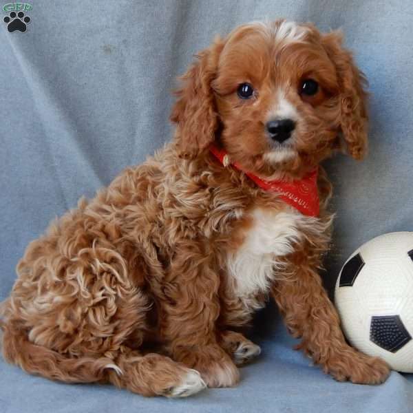 Thomas, Cavapoo Puppy